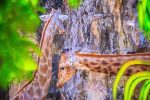 Nieostrość Ładny Żyrafa Giraffa Żyrafy Przeżuwaczy Ssak Artiodactyla Zakonu Najwyższy — Zdjęcie stockowe