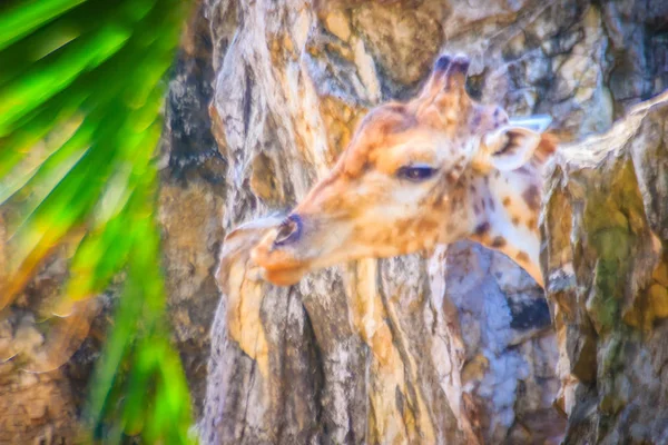 偶蹄目の順序は 世界の最も高い生きている動物のかわいいキリン キリンは 哺乳動物の反芻動物のソフト フォーカス — ストック写真