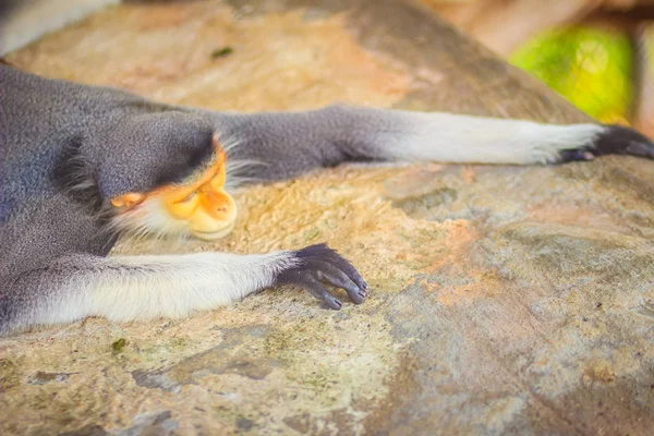 Pygathrix Nemaeus Uma Espécie Macaco Velho Mundo Entre Mais Coloridos — Fotografia de Stock