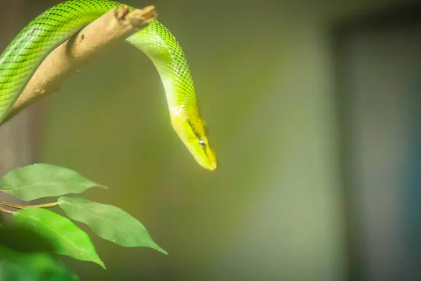 Red Tail Green Rat Snake Gonyosoma Oxycephalum Nos Ramos Quintal — Fotografia de Stock