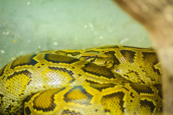 ビルマのニシキヘビ Python Bivittatus 世界のヘビの つの最大種の一つです 熱帯南アジアおよび東南アジアの広い地域にネイティブです — ストック写真