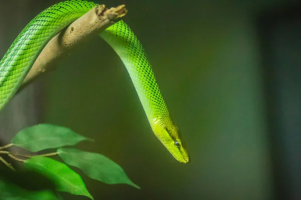 赤尾緑ラットのヘビ ホソツラナメラ 裏庭の枝に — ストック写真