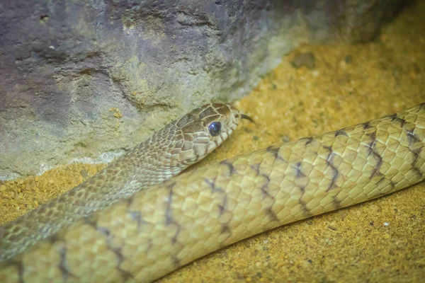 Ptyas 粘膜ヘビ Ptyas ヘビの属であります この属は通俗の言葉で ラット蛇 Ratsnakes と呼ばれる のいくつかの属の一つ — ストック写真