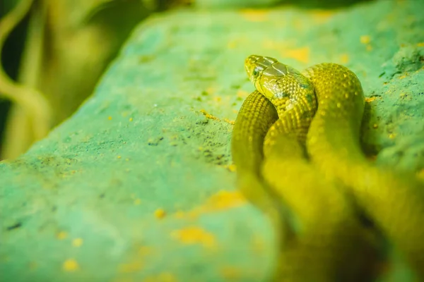 Cobra Chave Bico Amarelo Xenochrophis Sanctijohanis Xenochrophis Género Botânico Pertencente — Fotografia de Stock