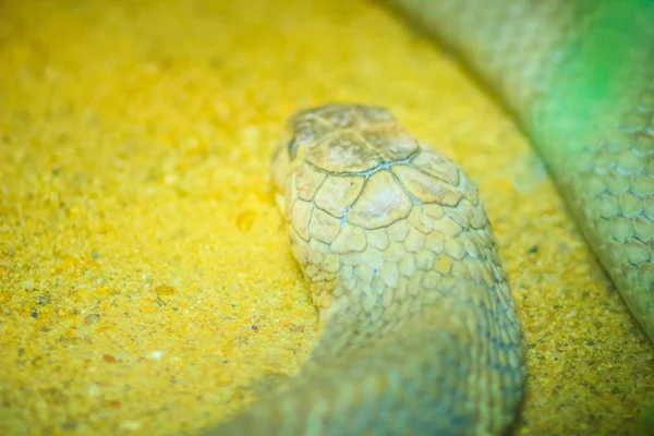 Fehér Fej King Cobra Királykobra Ophiophagus Hannah Világ Leghosszabb Mérges — Stock Fotó