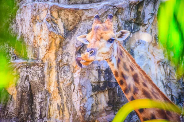 偶蹄目の順序は 世界の最も高い生きている動物のかわいいキリン キリンは 哺乳動物の反芻動物のソフト フォーカス — ストック写真