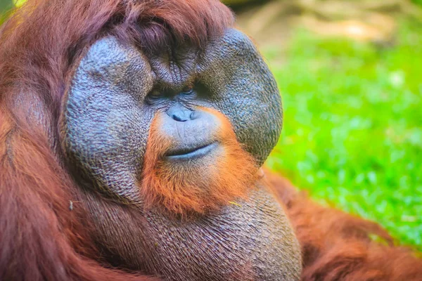 Close up to face of dominant male, Bornean orangutan (Pongo pygmaeus) with the signature developed cheek pads that arise in response to a testosterone surge.