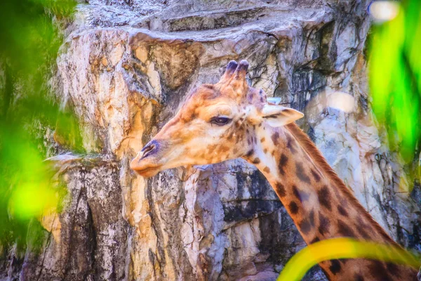Soft focus of cute Giraffe, Giraffa camelopardalis, mammal ruminant of the Artiodactyla order, the tallest living animal of the world.