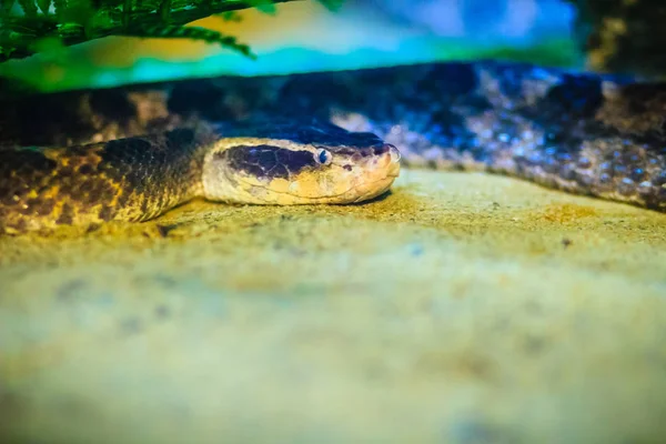 Víbora Pozo Malasia Rodostoma Calloselasma Serpiente Muy Peligrosa —  Fotos de Stock