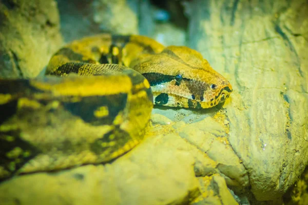 Boa Constrictor Boa Constrictor También Llamado Boa Cola Roja Boa — Foto de Stock