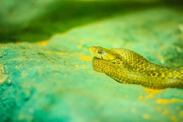 Sárga Foltos Sikló Kígyó Xenochrophis Sanctijohanis Xenochrophis Egyik Neme Colubrid — Stock Fotó