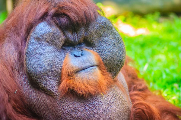 Close up to face of dominant male, Bornean orangutan (Pongo pygmaeus) with the signature developed cheek pads that arise in response to a testosterone surge.
