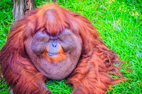 Close up to face of dominant male, Bornean orangutan (Pongo pygmaeus) with the signature developed cheek pads that arise in response to a testosterone surge.