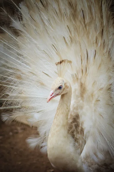 Mooie Witte Pauw Met Veren Uit Witte Mannelijke Peacock Met — Stockfoto