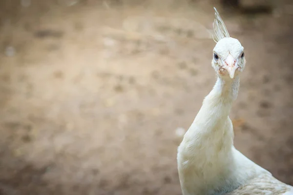 Hermoso Joven Peafowl Blanco Blanco Joven Macho Albino Pavo Real — Foto de Stock