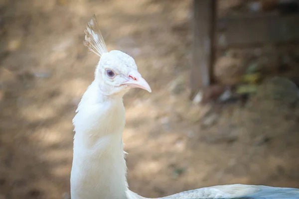 Hermoso Joven Peafowl Blanco Blanco Joven Macho Albino Pavo Real — Foto de Stock