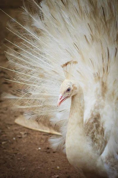 Belo Pavão Branco Com Penas Para Fora Pavão Macho Branco — Fotografia de Stock