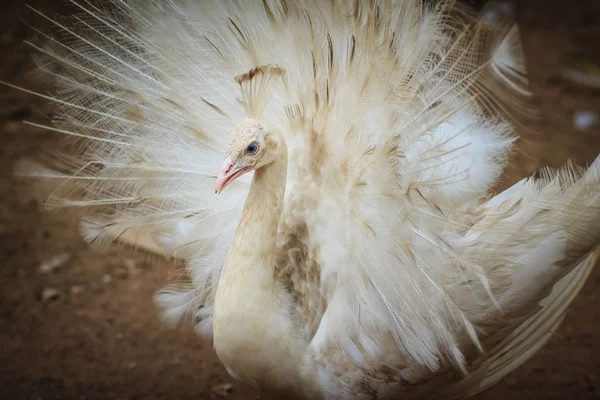 Πανέμορφο Λευκό Παγώνι Φτερά Έξω Λευκό Αρσενικό Παγώνι Ανάπτυγμα Φτερών — Φωτογραφία Αρχείου