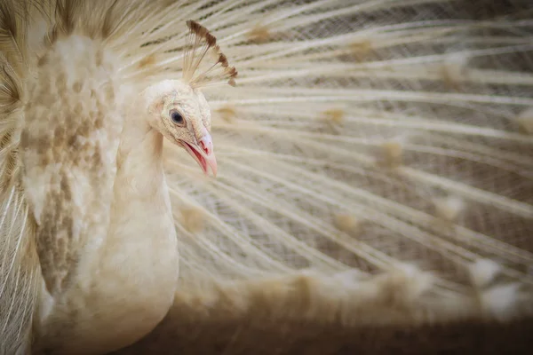 Schöne Weiße Pfaue Mit Federn Aus Weiße Männliche Pfau Mit — Stockfoto