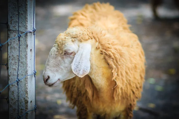 关闭羊农场里的棕色羊 农场里的羊在等食物 — 图库照片