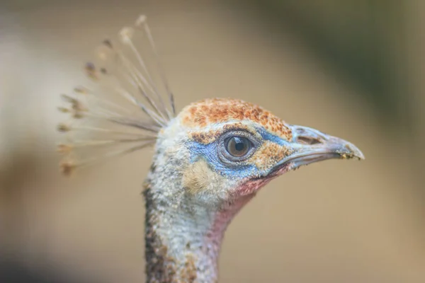 Young Pied Peafowl Albino Juvenile Peacock — Stock Photo, Image