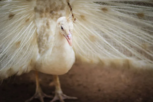 Krásné Bílé Hrabavých Ptáků Peřím Bodů Bílý Muž Páv Šíření — Stock fotografie