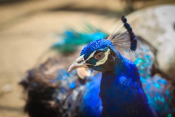 Close Beautiful Face Young Peacock Male Blue Plumage — Stock Photo, Image