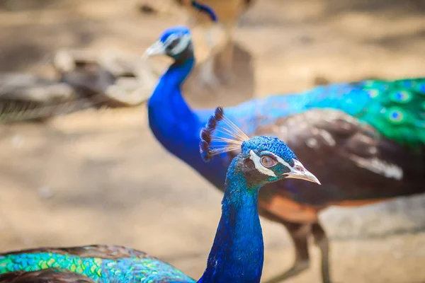 Nahaufnahme Des Schönen Gesichts Des Jungen Pfauenmännchens Mit Blauem Gefieder — Stockfoto