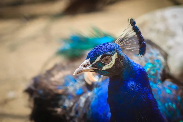 Close Beautiful Face Young Peacock Male Blue Plumage — Stock Photo, Image