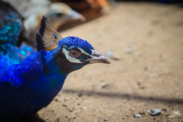 Close Beautiful Face Young Peacock Male Blue Plumage — Stock Photo, Image