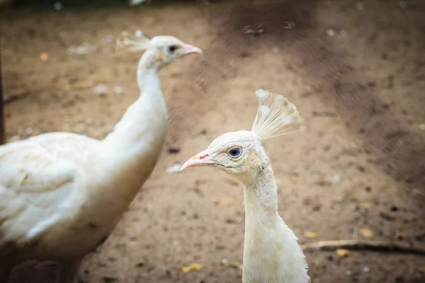 Krásné Mladé Bílé Pávice Páv Bílý Mladý Muž Albín — Stock fotografie