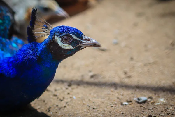 Close Beautiful Face Young Peacock Male Blue Plumage — Stock Photo, Image