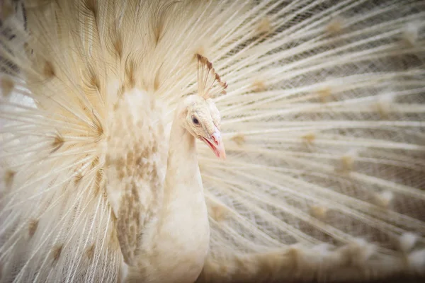 Πανέμορφο Λευκό Παγώνι Φτερά Έξω Λευκό Αρσενικό Παγώνι Ανάπτυγμα Φτερών — Φωτογραφία Αρχείου