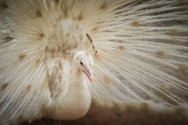 Mooie Witte Pauw Met Veren Uit Witte Mannelijke Peacock Met — Stockfoto