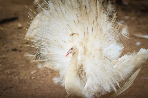 Mooie Witte Pauw Met Veren Uit Witte Mannelijke Peacock Met — Stockfoto