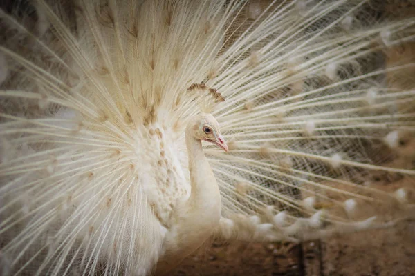 Mooie Witte Pauw Met Veren Uit Witte Mannelijke Peacock Met — Stockfoto