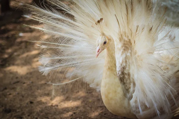 Mooie Witte Pauw Met Veren Uit Witte Mannelijke Peacock Met — Stockfoto