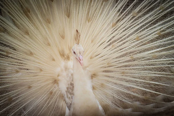 Mooie Witte Pauw Met Veren Uit Witte Mannelijke Peacock Met — Stockfoto