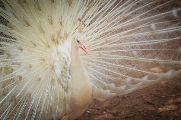 Belle Chouette Blanche Avec Des Plumes Paon Mâle Blanc Avec — Photo