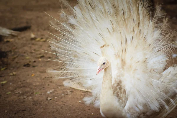 Hermoso Búho Real Blanco Con Plumas Pavo Real Macho Blanco — Foto de Stock