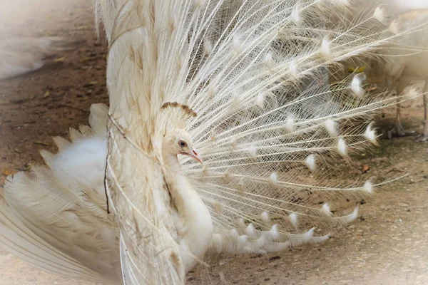 Hermoso Búho Real Blanco Con Plumas Pavo Real Macho Blanco — Foto de Stock