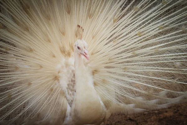 美丽的白色珍珠 羽毛伸出 白色雄性孔雀 羽毛蔓延 白化病孔雀与完全打开的尾巴 — 图库照片
