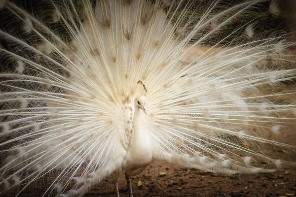 Mooie Witte Pauw Met Veren Uit Witte Mannelijke Peacock Met — Stockfoto