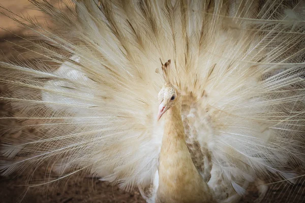 Belo Pavão Branco Com Penas Para Fora Pavão Macho Branco — Fotografia de Stock