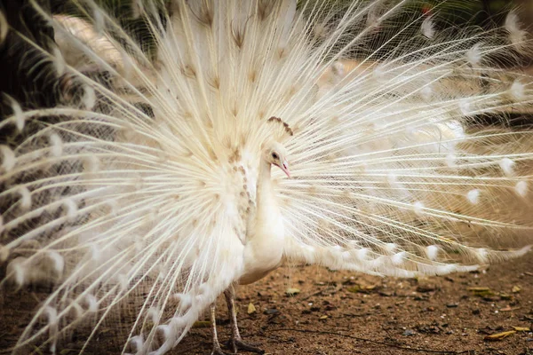 Schöne Weiße Pfaue Mit Federn Aus Weiße Männliche Pfau Mit — Stockfoto