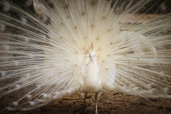 Schöne Weiße Pfaue Mit Federn Aus Weiße Männliche Pfau Mit — Stockfoto