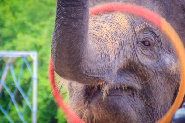 Little Elephant Use His Trunk Play Hula Hoop — Stock Photo, Image