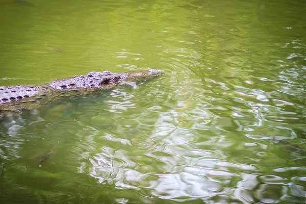 Crocodile Poissons Nagent Dans Rivière Claire — Photo