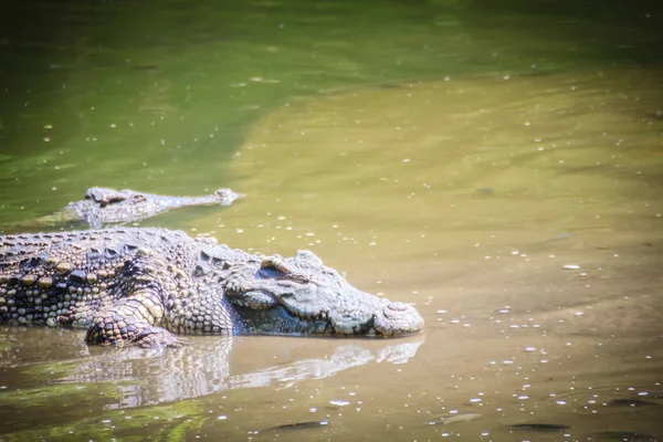 Grand Crocodile Couché Dans Eau Calme Pour Bronzer Grand Crocodile — Photo