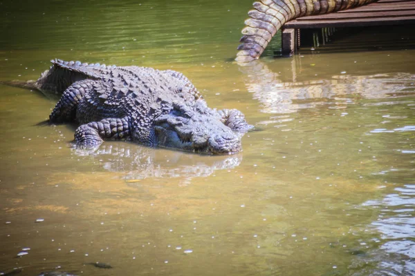 Velké Krokodýl Ležící Klidné Vodě Pro Opalování Velké Krokodýl Leží — Stock fotografie